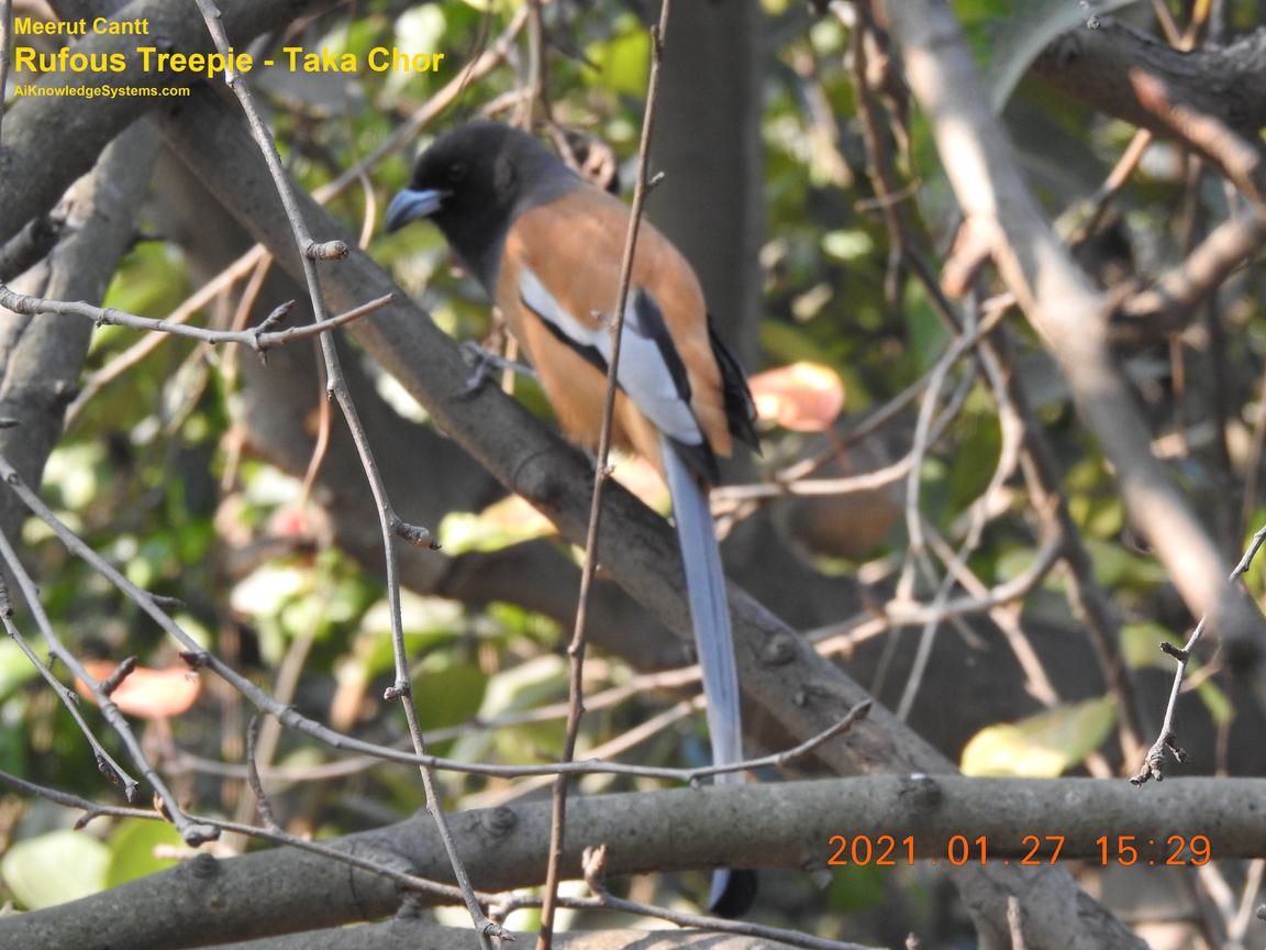 Rufous Treepie (21) Coming Soon